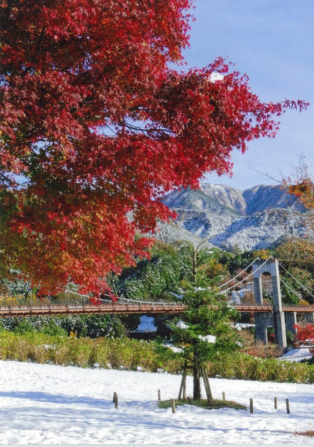 秦野戸川公園「紅葉と晩秋の雪景色」